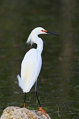 Snowy Egret